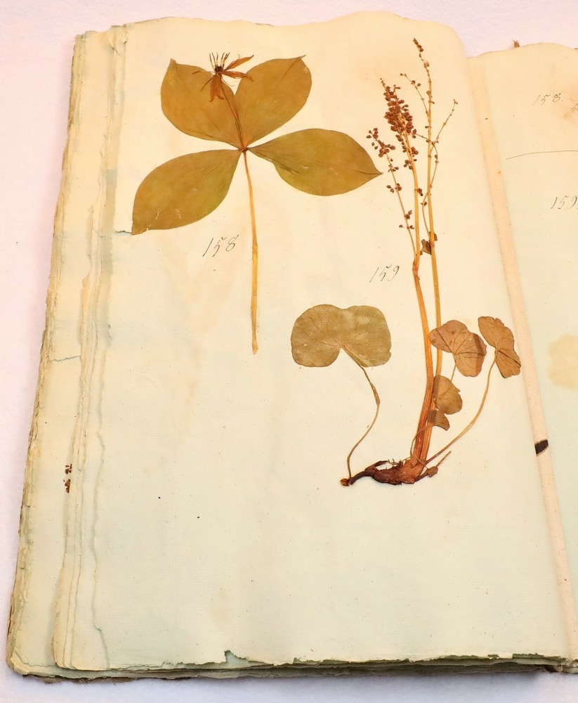 Plante nr. 159 frå Ivar Aasen sitt herbarium.  