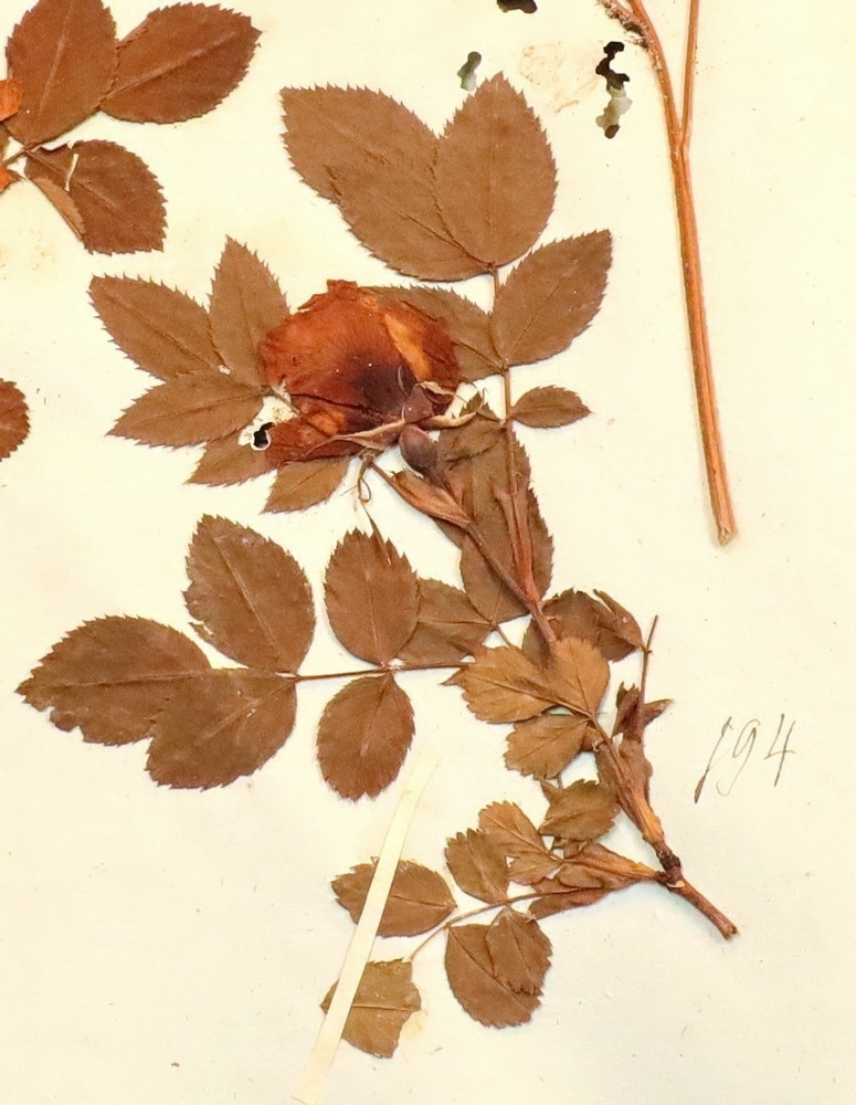 Plante nr. 194 frå Ivar Aasen sitt herbarium.  