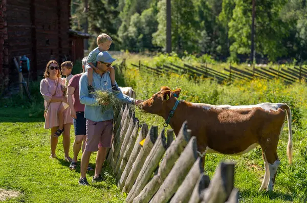 En familie mater en ku i museumsparken på Glomdalsmuseet.