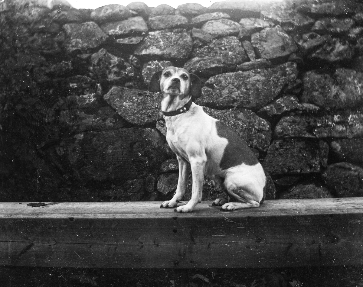 En hund med halsband sitter på en bjälke vid en hög stenmur.