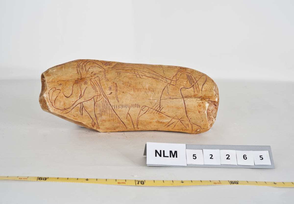 Samlingen  består av  to deler.  Den ene er paleontologiske materialer - marine skjell og ferskvannsfossiler. Den andre er  forskjellige arkeologiske funn plus noen modeller. I de paleotologiske gruppene  ( snegler og mollusker) er funnsted, tidspunkt og "finner" notert i en del av prøveboksene. Det arkeologiske materialet ( med steinalder redskap) er i liten grad lokalisert. Den paleotologiske samlingen med ferskvannsfossiler er unik.