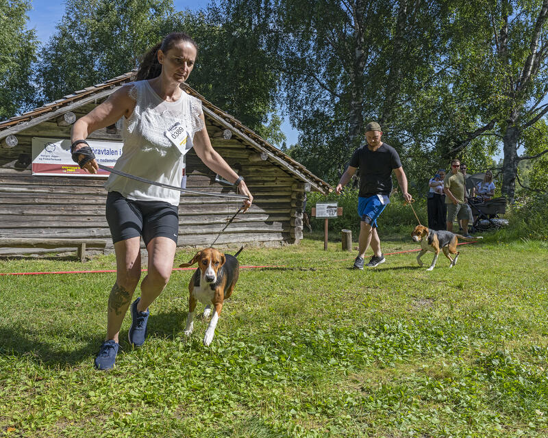 Bildet viser hund og eier som løper i hundering under hundeutstillingen på De nordiske jakt- og fiskedagene på Anno Norsk skogmuseum.