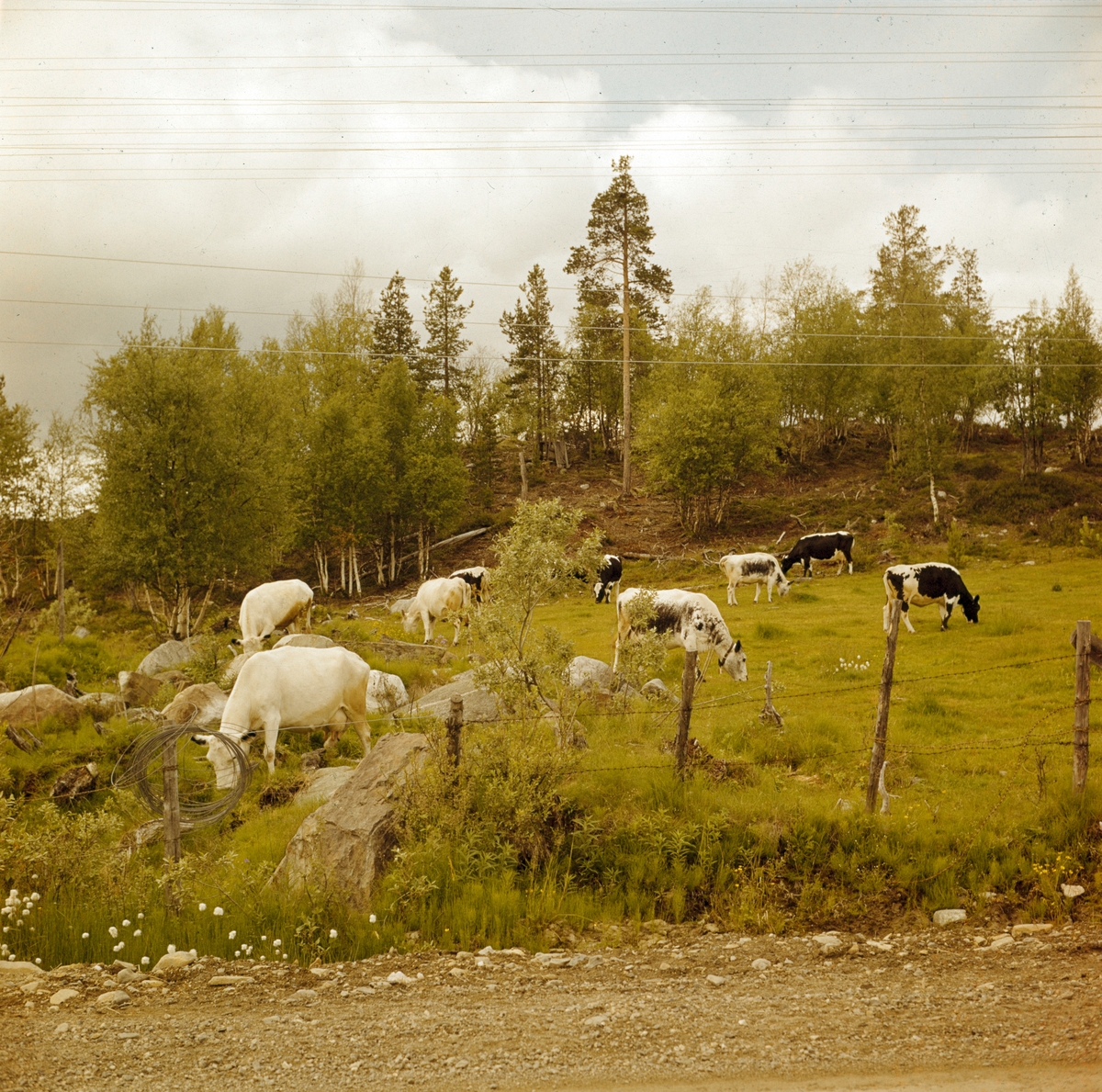 Påskrift: Pasvikdalen, Finnmark aug.-65
