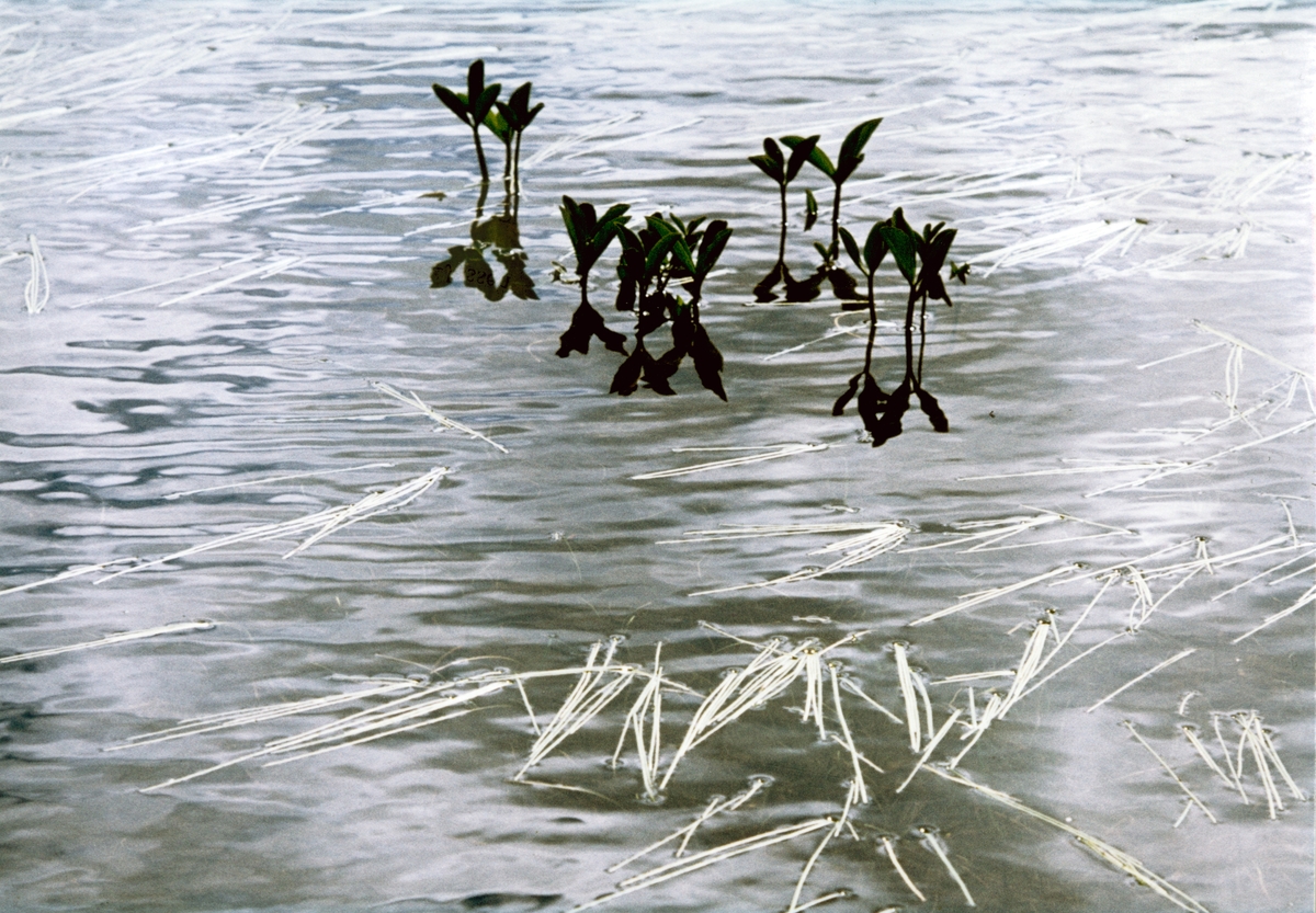 Foto av vegetasjon som stikker opp av vannet.