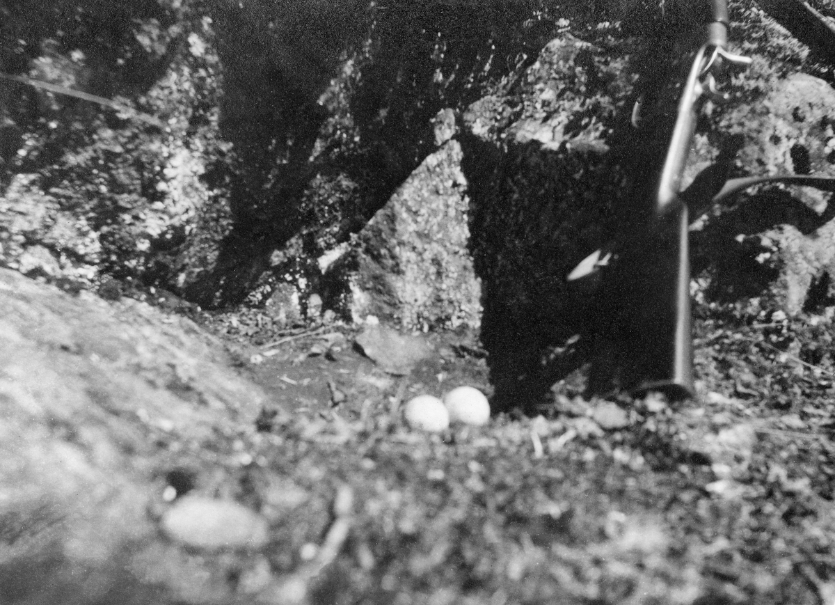 Hubroreir på bakken i Fjellbekkmo skog i Grane på Helgeland.  Fotografiet viser to lyse egg som ligger i ei skålformet grop på bakken, like inntil en stein.  Ved steinen ses ei geværkolbe. 