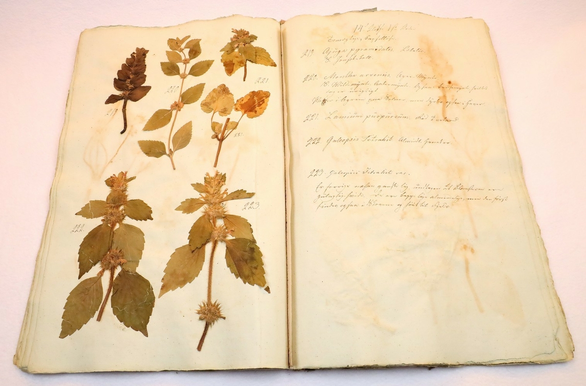 Plante nr. 220 frå Ivar Aasen sitt herbarium.  