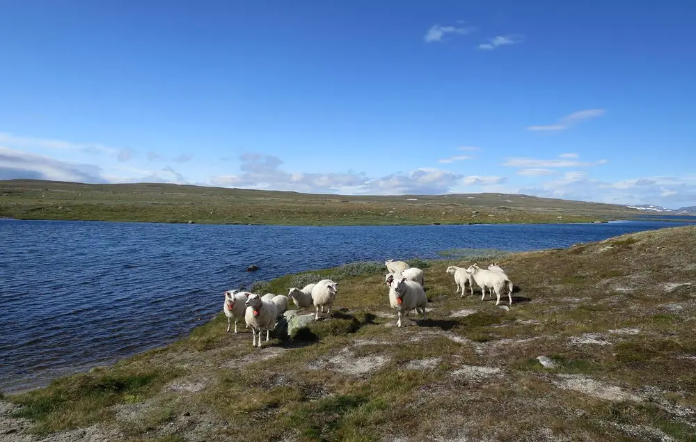 Saueflokk ved et fjellvann. Foto: Knut Fageraas.