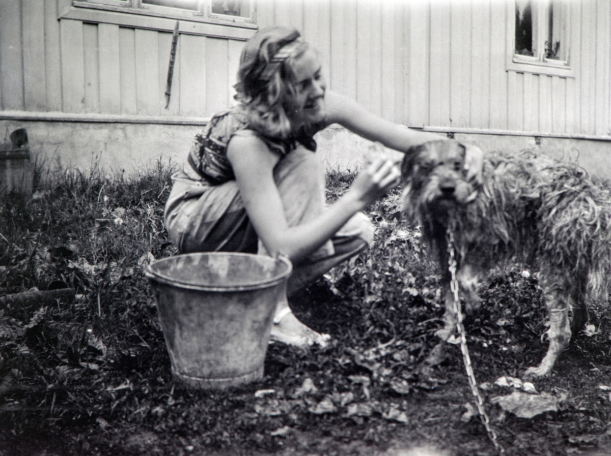 Andrea Glærum (1914-1993), født Gjestvang,  vasker hunden hjemme på Ottestad nordre, Stange på 30-tallet. Fotograf ukjent.