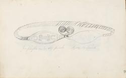 Hårsmykke, Nationalmuseet i København [Tegning]