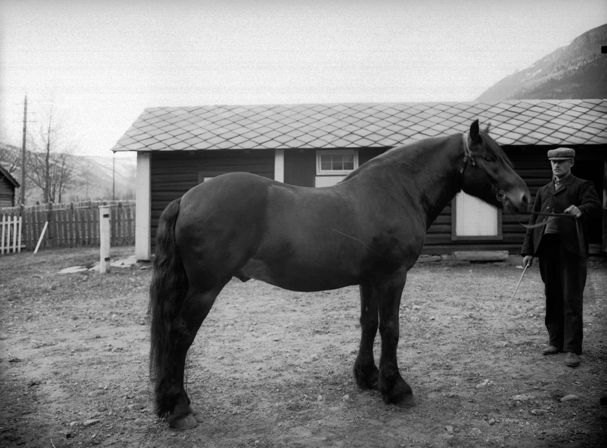 26.04.1907. Hesten "Dølaruggen". Olof Forbregd