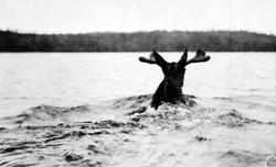 USA. Nord-Dakota? Nærbilde av elg som svømmer.