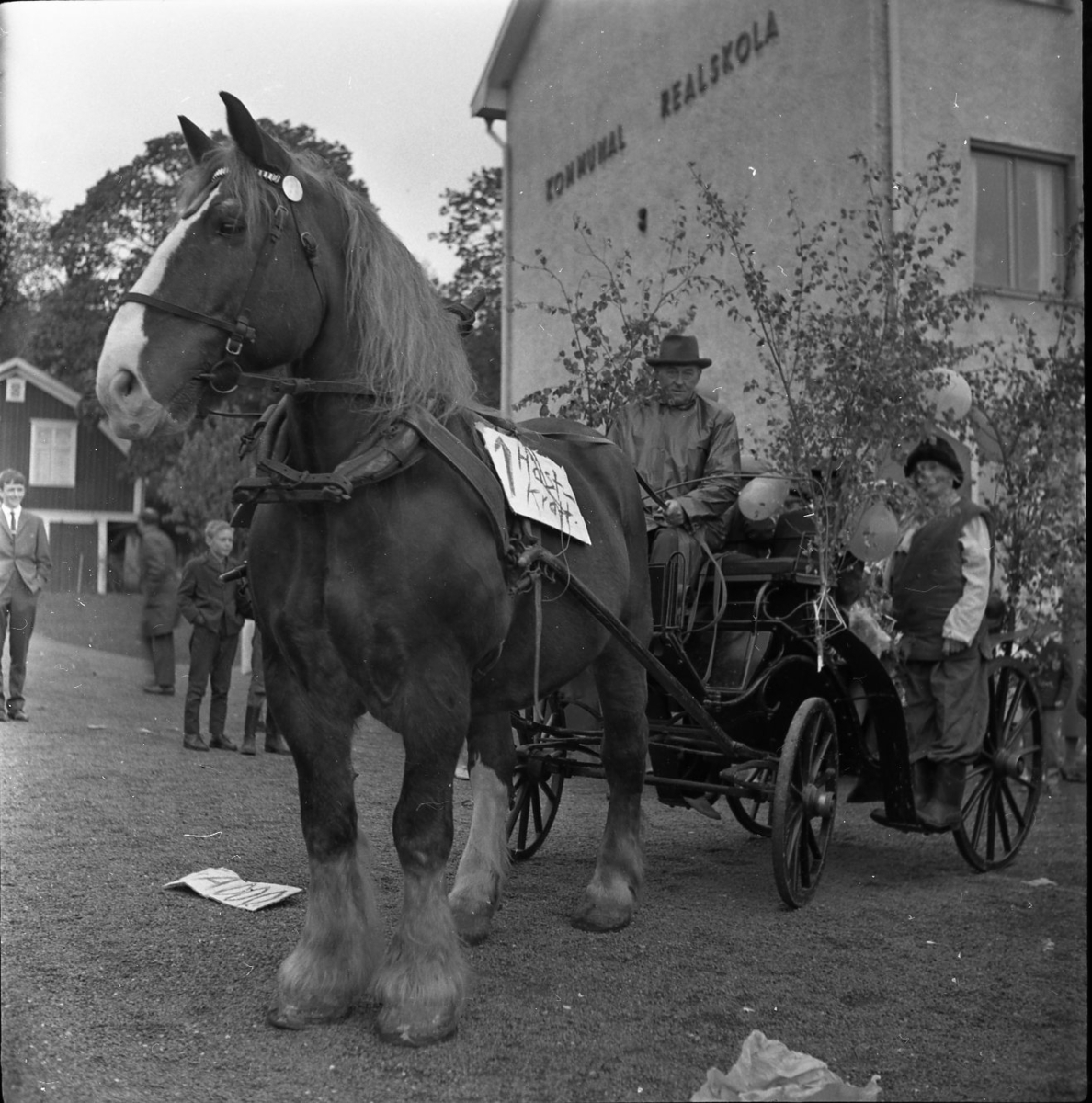 Realexamen 1961. En häst med kärra står uppställda utanför den kommunala realskolan. Kärran är klädd med björkris. Från hästens sele hänger ett plakat med texten Hästkraft på.