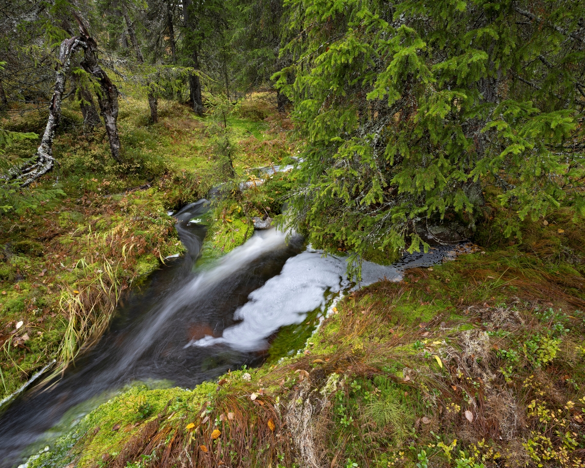 Flomstor bekk omgitt av skogvegetasjon i Smoldalen i Ljørdalen i Trysil i Hedmark. Fotografiet ble tatt en høstdag i 2022, etter en periode med en del regn. Det viser en liten bekk som renner gjennom et skogområde der grana var det dominerende treslaget. Området der dette bildet er tatt ble naturreservat i 2005. Bakgrunnen for dette vedtaket var at Smoldalen framsto som et flersjiktet naturskogsområde som bare i beskjeden grad var preget av gamle plukkhogster. I vernemyndighetenes informasjon vises det til at reservatet har et betydelig «biologiske mangfold i form av naturtyper, økosystemer, arter og naturlige økologiske prosesser». Noe av den botaniske variasjonen tilskrives ulike typer løsmasser og vekslende tilgang på fuktighet. Dette fotografiet er tatt i et område med mye råme.