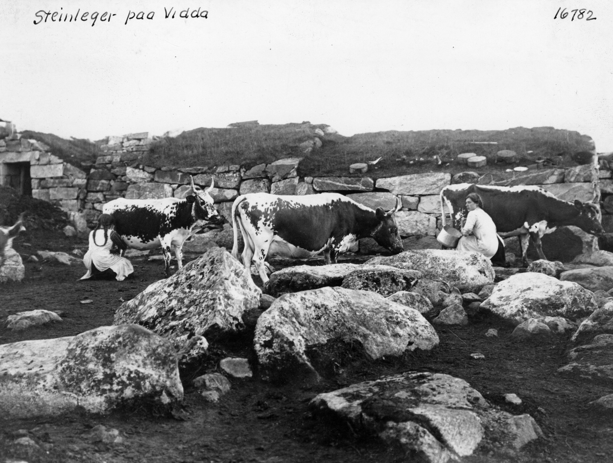 Budeier melker telemarksfe ved ei steinbu på Bjoreidalssetra, Hardangervidda, 1914.