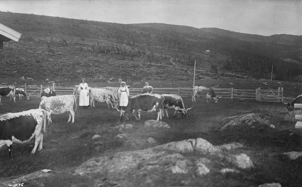 Budeier og telemarkfe på setervoll i Tuddal, 1916.