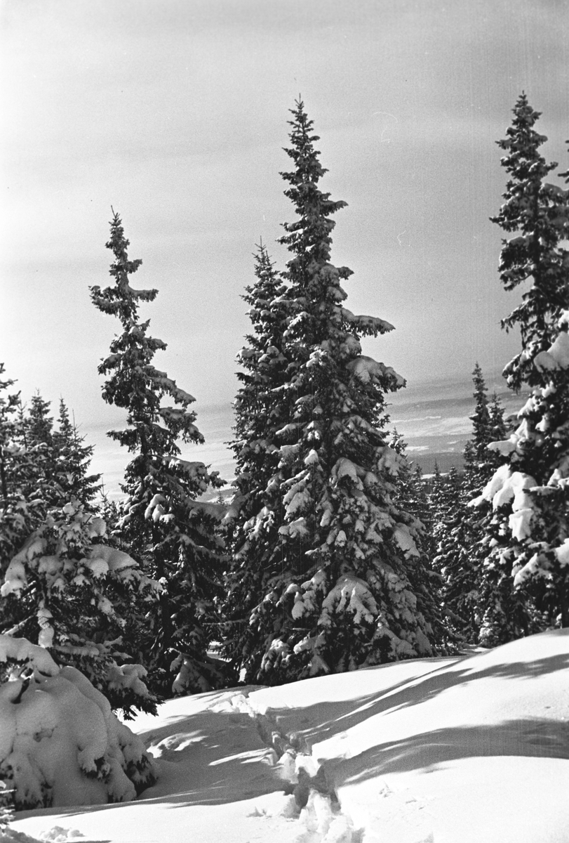 Skogsparti med skiløyper. RIngkollen, Ringerike. Fotografert 1941.