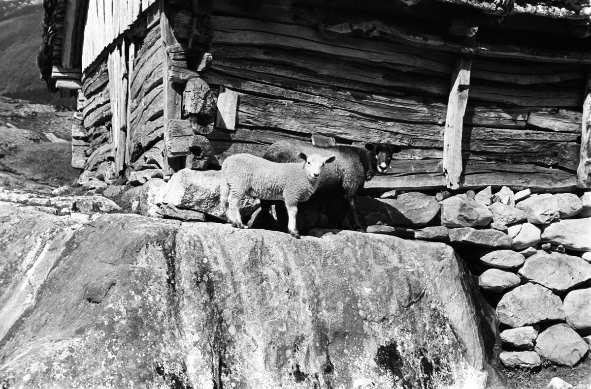 Seterdrift i fjellet. Sauer utenforei  seter. Fotografert 1941.