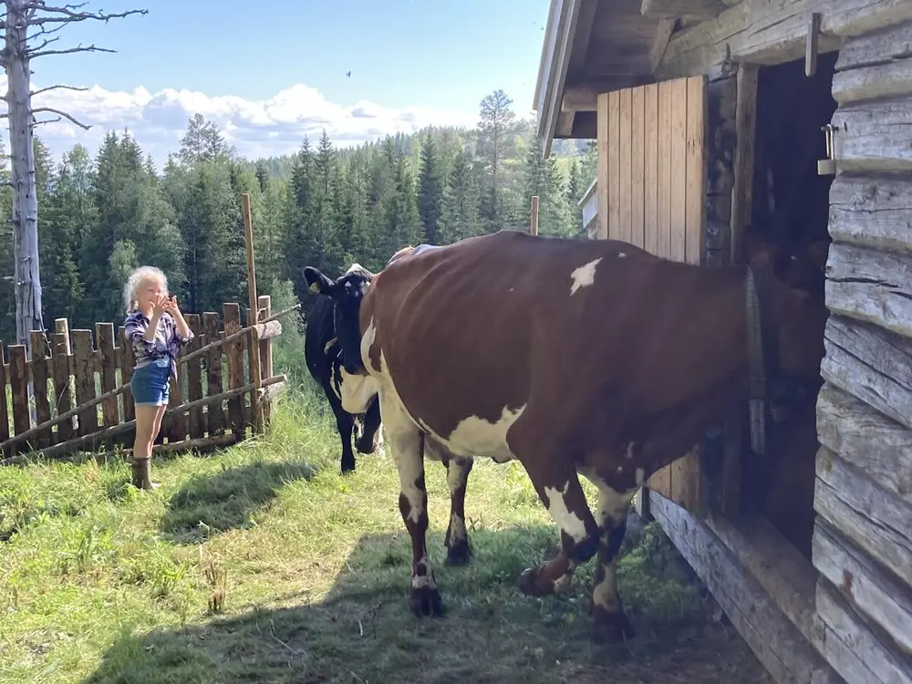 Kuer går inn i fjøset på Skålbergsætra. En jente står og ser på. Fint sommervær.