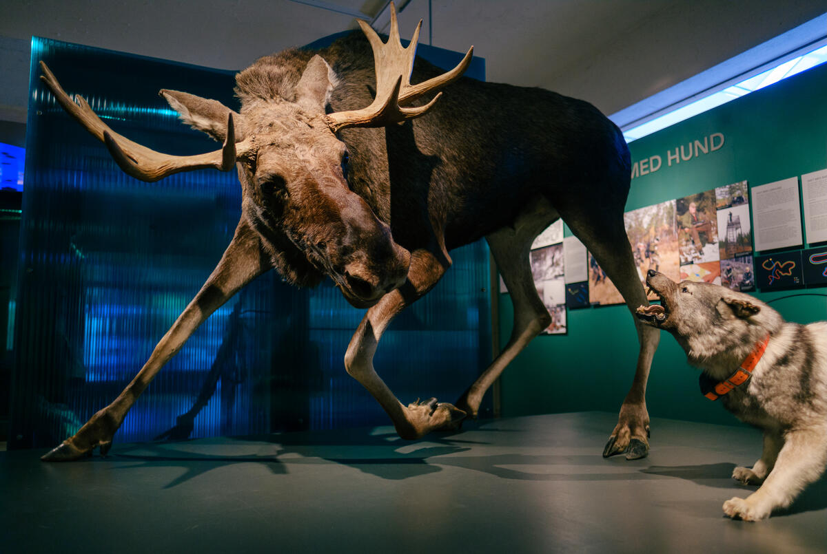 Elg og elghund i los fra utstillingen Tråkk på Anno Norsk skogmuseum. Montasjen har stått på museet siden 1972