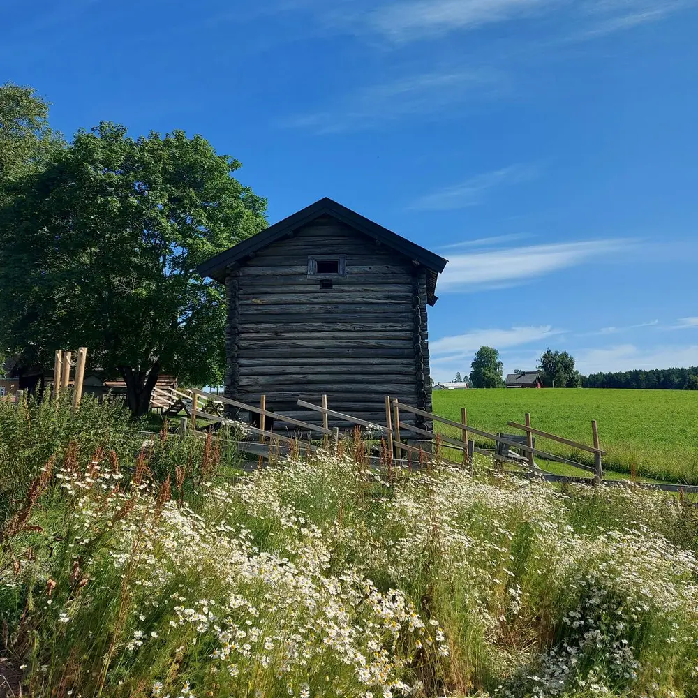 Bildet viser en hage med vakre blomster.