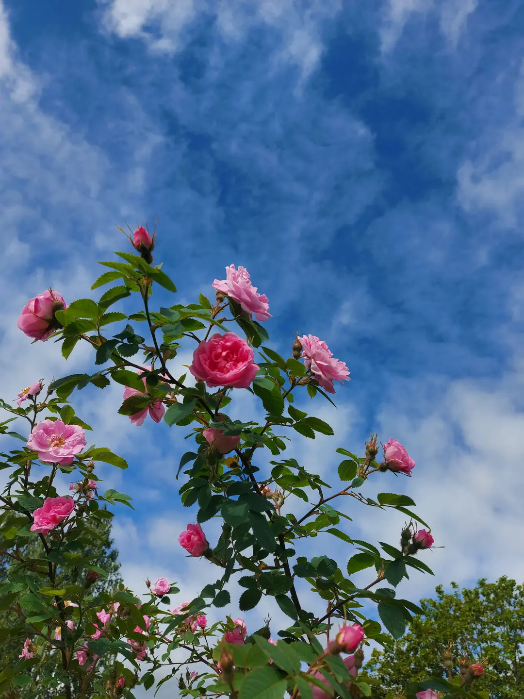 Bildet viser en hage med vakre blomster.