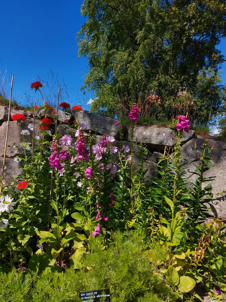 Bildet viser en hage med vakre blomster.