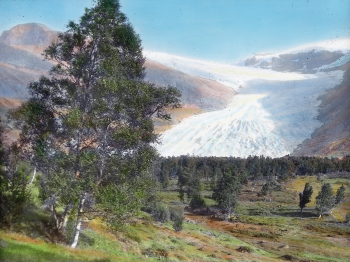 Håndkolorert dias. Isbreen Engabreen, en brearm til Svartisen. I forgrunnen sees et skogslandskap bestående av bjørketrær.