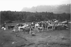 Dyreskue i Grovfjord, husdyr og personer på et jorde.