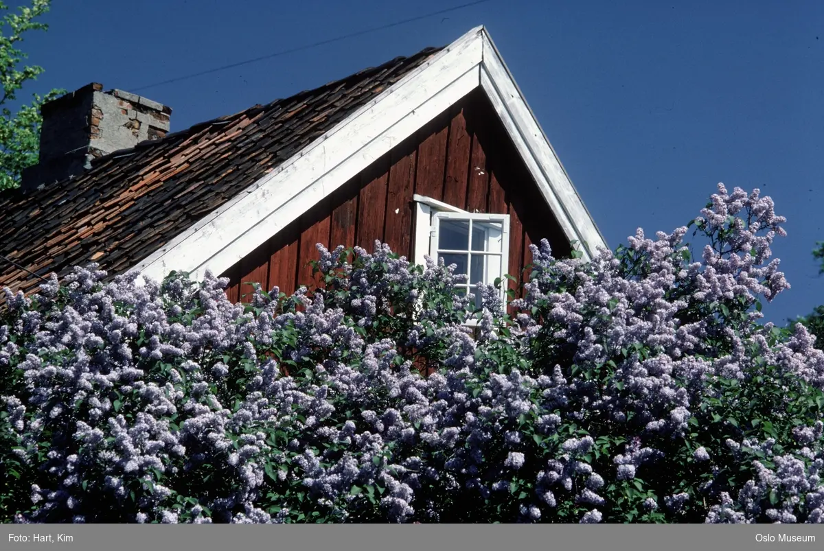 Hønse-Lovisas hus, blomstrende syrinbusker