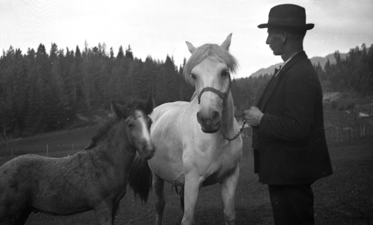 To bilde av Tor Hynne med to hestar.