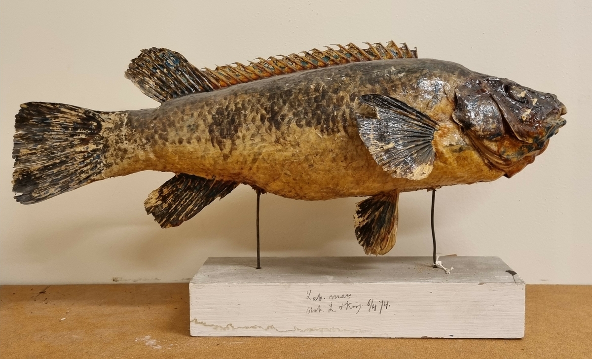Ej identifierad fiskart från Bohusläns skärgård.
Daterad till 6 april 1874.