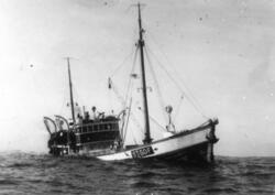 Sildefiskebåt M/S Platon ute på fiskefeltet, 1957.