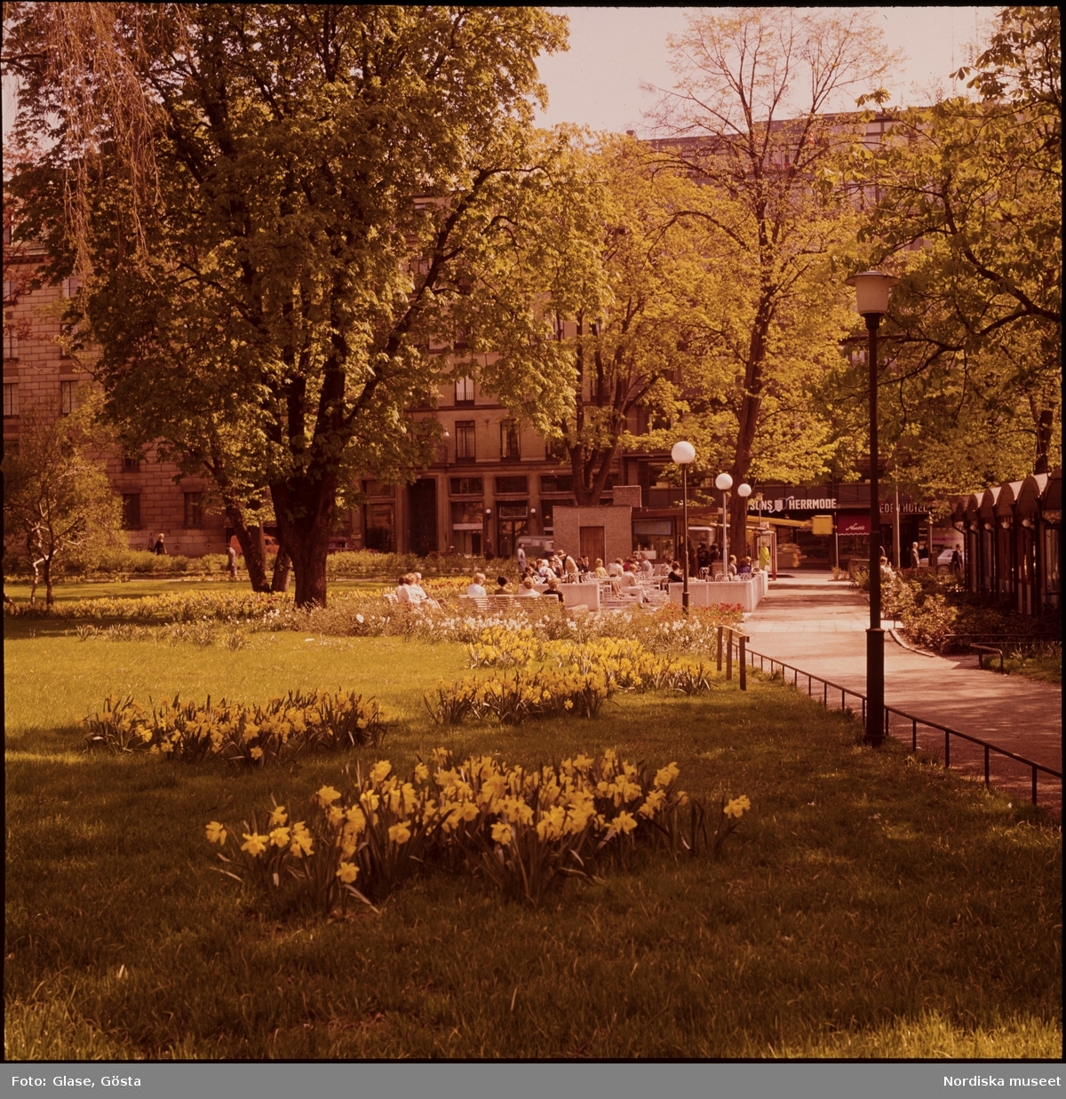 Påskliljor blommar i en park.