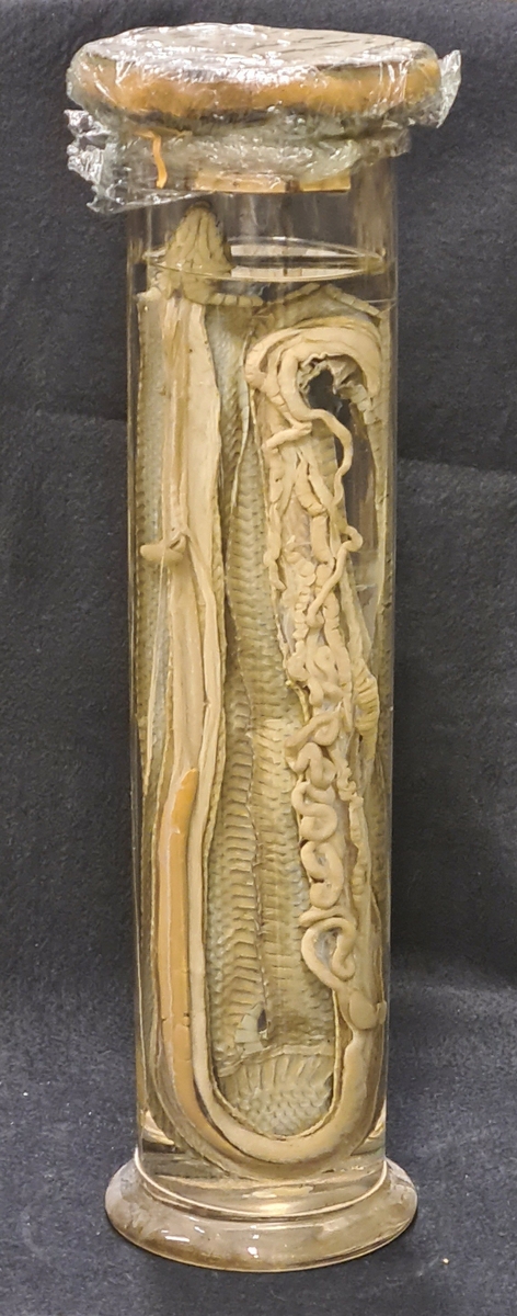 Preparat av en snok. Snoken är uppfläkt för att visa dess anatomi.
Höjd: 41 centimeter.

Gåva från Birger Sjöberggymnasiet.