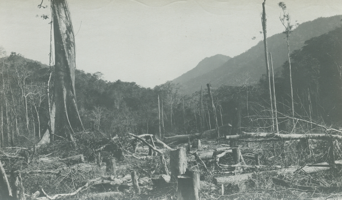 Fotografi från expedition till Peru 1920. Motiv av skövlad skog i djungeln.