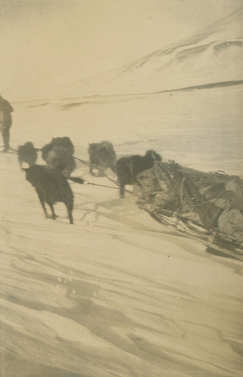 Fotografi från expedition till Spetsbergen. Motiv av hundspann och släde i snön.