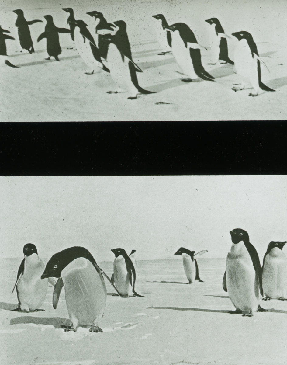 Fotografi från Grönland. Stereofotografi med motiv av pingviner.