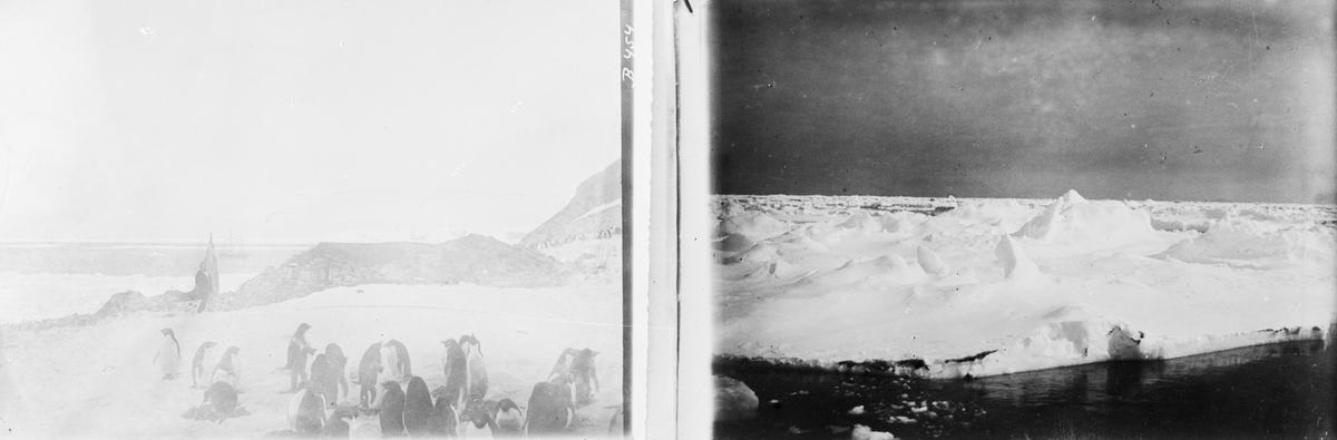 Fotografi från undsättningsexpeditionen med fartyget Uruguay 1903. Stereofotografi med motiv av pingviner och isberg.