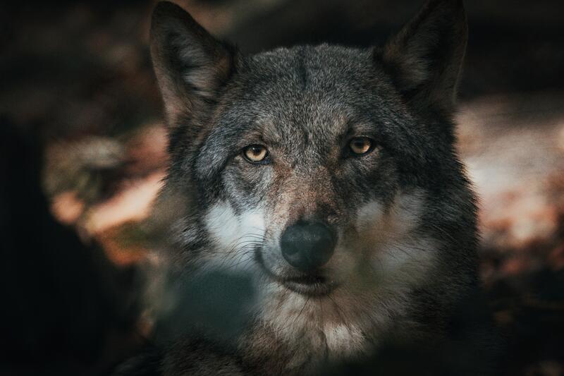 Nærbilde av ulv