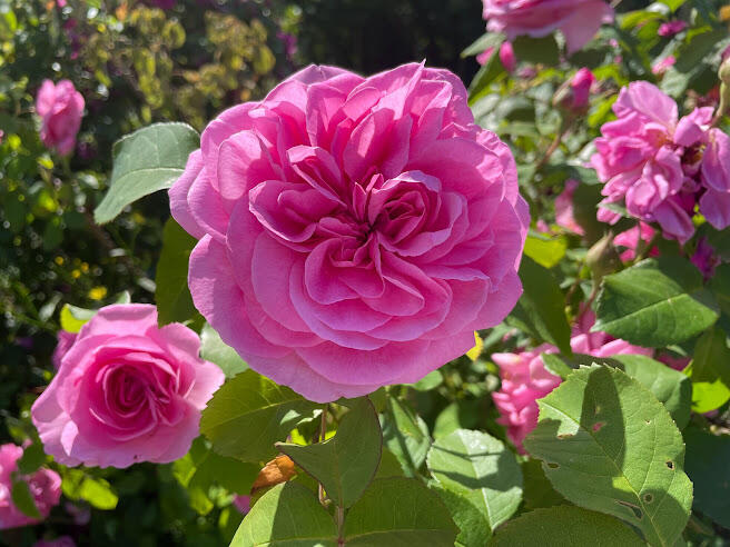 Rosa rose i blomst