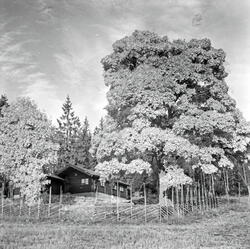 Martin (Tranmæl) hytta i Maridalen, 1957.