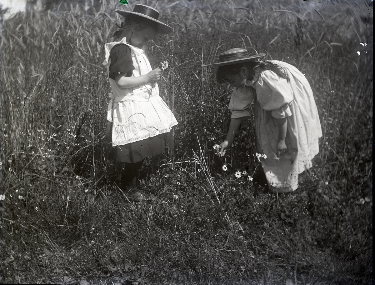 Två flickor plockar blommor.