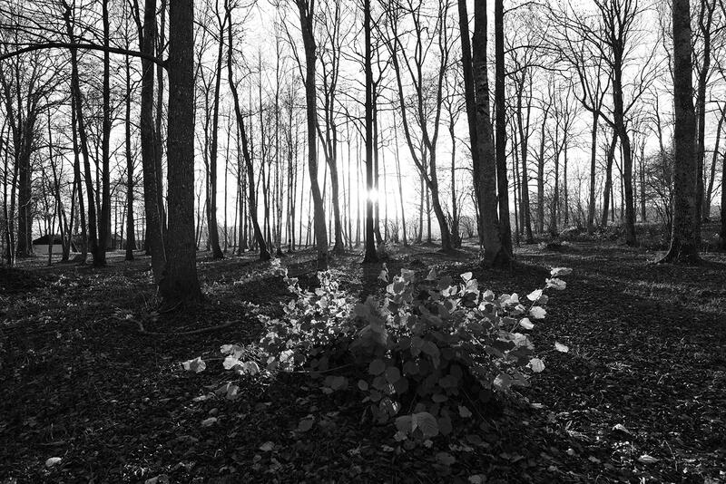 Black and white photo of a forest. The horizon is in the middle of the picture. The sun is low in the sky just above the horizon, shining between the tree trunks. Photograph.