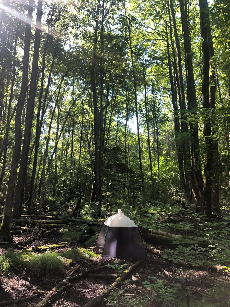 En løvskog med grønne blader og sollys som filtreres av bladene. På bakken et lite telt med gjennomsiktig duk. fotografi.