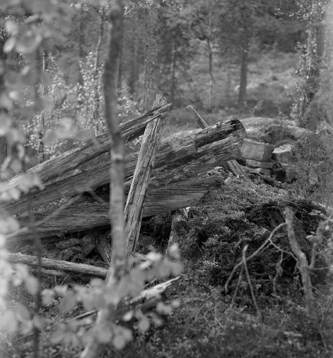 Sammenrast jordkoie - såkalt kjøyte - fotografert i Brakandalen i Kviteseid kommune i Telemark sommeren 1963. På dette tidspunktet var det bare et sammenrast treskjelett og et tørrmurt ildsted som viste at dette hadde bodd skogsarbeidere her.

Kjøyta var en enkel koietype, nesten utelukkende bygd av materialer som fantes i skogen og så enkelt konstruert at skogsarbeidere uten bygningsteknisk kompetanse kunne få den ferdig på kort tid. Jørund Midttun (1887-1969), som kom til Telemark som ung forstkandidat i 1914 og ble en sentral skikkelse i skogbruket der gjennom hele sin yrkeskarriere, beskrev dette slik: 

«Framgangsmåten med oppsettinga var gjerne slik at når tre-fire hoggarar hadde teke hogst saman eller nær kvarandre, drog dei til skogs frå morgonen av, og dei rakk då å setta opp ei slik kjøyte på ettermiddagen.

Kjøyta var bygd av «props». Det var smale stokkar som vart reist opp på ei rund eller firkanta tuft nedantil. Oppe gjekk stokkane saman i topp, og kjøyta vart som eit spisstelt å sjå til. … Det var heller ikkje uvanleg at kjøyta vart sjåandes ut som ein avslutta pyramide. Slik er den Skogbruksmuseet har på Prestøya [SJF-B.0009] …

For å gjera kjøytene tette og varme, la dei granbork eller bjørkenever utanpå stokkane og deretter kom eit tjukt lag av torv eller jord. Ofte vart det på toppen og noko nedetter lagt ei hette av bork eller never. Til dør bruka dei ein lem av kløyvde bord eller skier. Denne vart passa inn i ein karm skrådd med hyttetaket og kunne berre opnast utetter. Ved sida av døra vart det på utsida av taket (veggen) mura ein peis. Sjølve grua var inne i kjøyta, men elles sjekk skorsteinen opp utanfor. Sengene (benk-brisk) gjorde dei vanlegvis også av smått rundvirke, litt opp frå bakken, slik at dei vart liggande med føtene mot døråpning og gruve.

Desse kjøytene var gode og varme, og her budde så vel bonden sjølv som folka hans på virkedagane når hogsten gjekk.»

Midttun skrev videre at «Slike kjøyter var vanlege over store luter av Telemark heilt fram til 1920-åra.» At det ble slutt med kjøytebygginga på denne tida hadde sannsynligvis samanheng med at Stortinget i 1915 vedtok en lov om husvær for folk og hester under skogsarbeid og fløting, som skulle følges opp med lokale vedtekter. Året etter fulgte blant annet herredsstyret i Drangedal opp med regler som poengterte at skogshusvær skulle være «tilstrækkelig rummelig i forhold til arbeidernes antal», og at de skulle være «forsynt med tætte, gode gulv og vægger, godt, drypfrit tak, god og tæt dør og vindu, hylder og sovebrisk, anbragt mindst 40 cm. over gulvet, peis, enten alene eller i forbindelse med ovn …». Foreløpig har vi ikke funnet koievedtekter fra Kviteseid i denne perioden, men det er grunn til å anta at de nye normene var omtrent de samme som i Drangedal. Sjøl om Midttun, sikkert med rette, hevdet at kjøytene var gode og varme, var det flere av de andre kravene i de nevnte vedtektene kjøytene ikke tilfredsstilte.