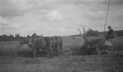 Høsting av korn med selvbinder, tre hester trekker maskinen 