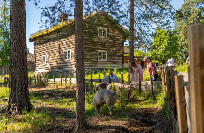 Publikum ser på grisene i friluftsmuseet på Glomdalsmuseet.