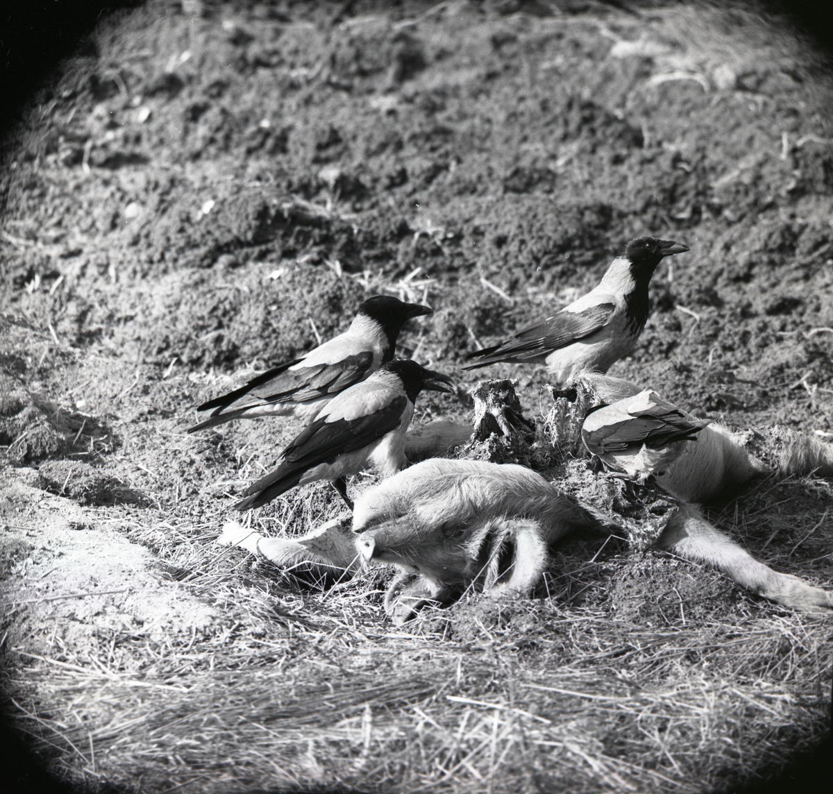 Några kråkor äter på ett griskadaver den 28 mars 1961.