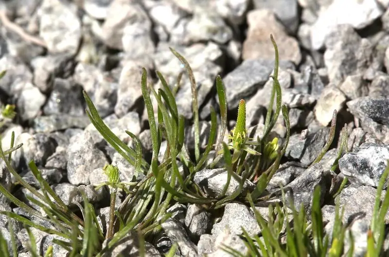 Grønn, liten plante som vokser i grus.