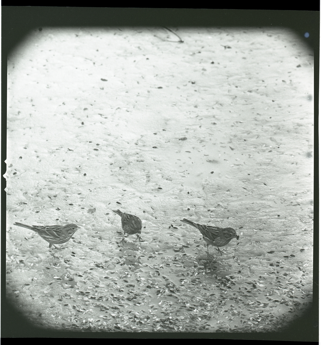 Tre gulsparvar står på isig mark med fastfrusna fågelfrön i mars 1965.
